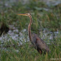 Ardea purpurea  Linnaeus, 1766